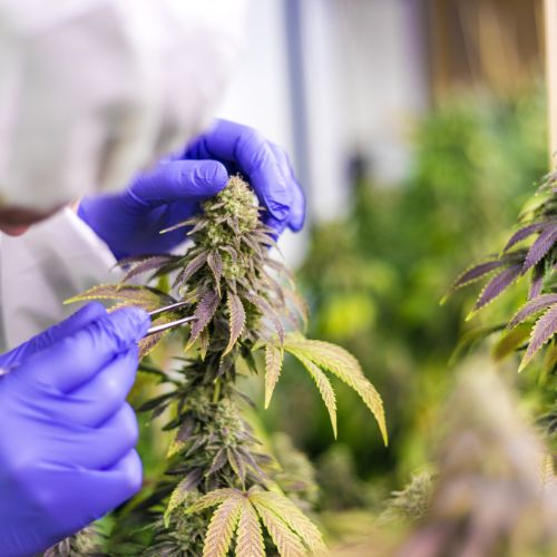 CBD Olie mod Smerter: Videnskab, Erfaringer og Fremtidige Muligheder